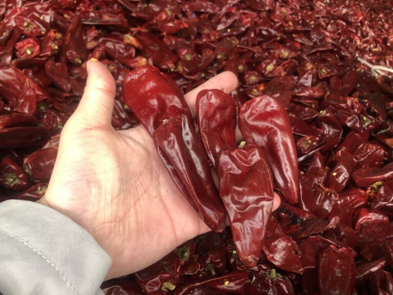 yidu dried Red chillies