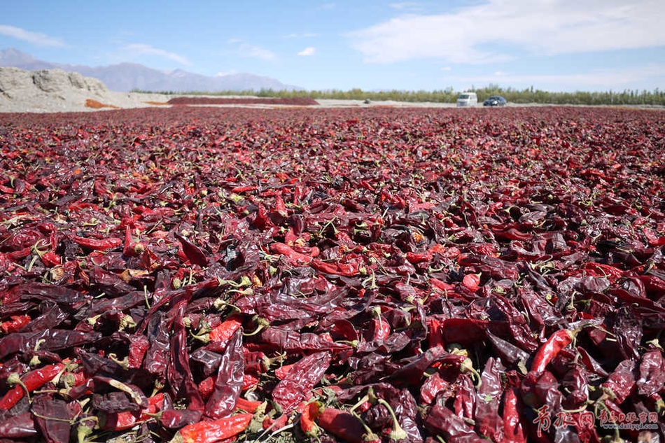 chili to dry